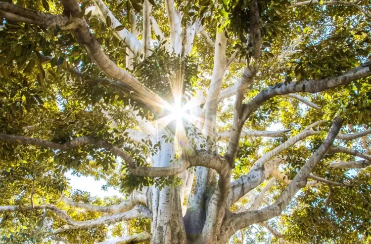 Tree for welcome section on Aranyani Therapy