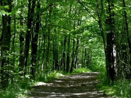 Walk and Talk Therapy Durnham